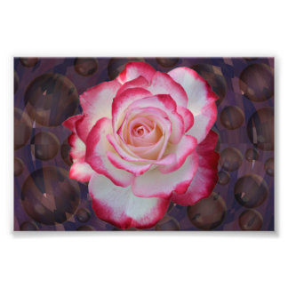 Pink & White Hybrid Tea Rose Photo Print