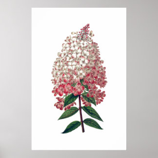 Pink white hydrangea poster