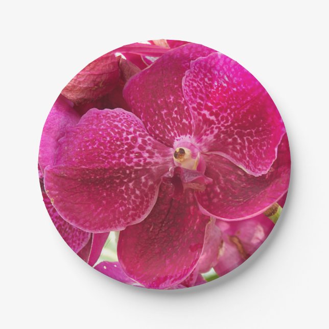pink, white, orchid flower, nature, summer, garden paper plate (Front)