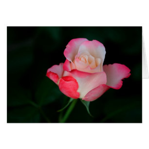Pink-White Rose