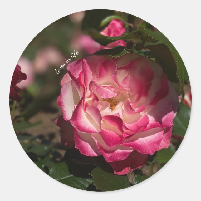 Pink & White Rose Classic Round Sticker (Front)