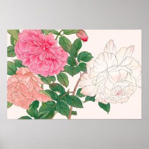 Pink & White Rose Flowers with Green Leaves Poster