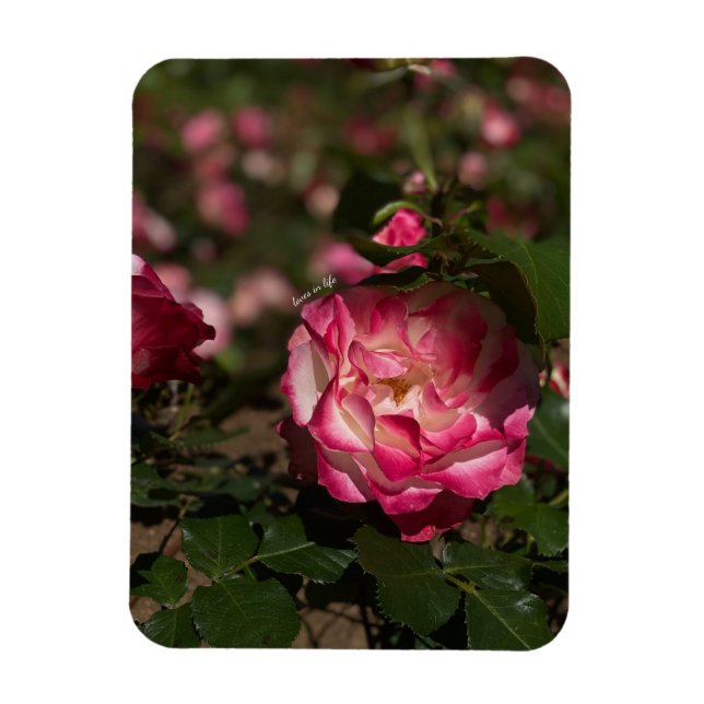 Pink & White Rose Magnet (Vertical)