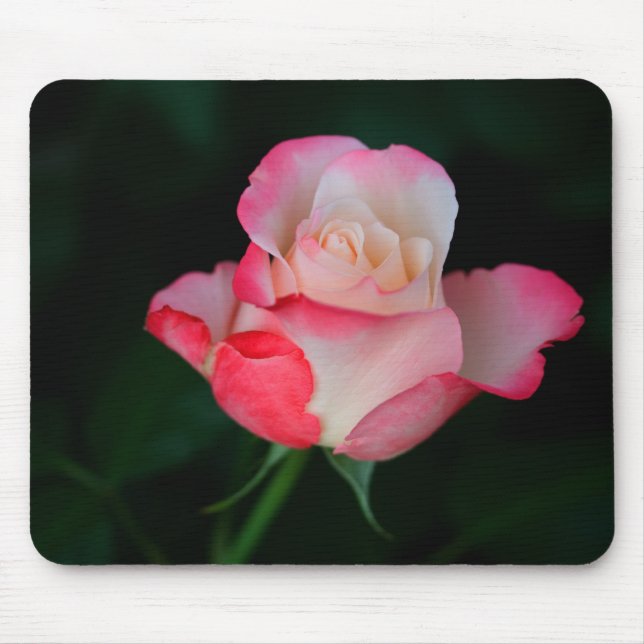 Pink-White Rose Mouse Pad (Front)
