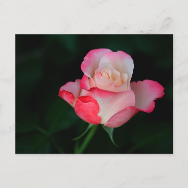 Pink-White Rose Postcard (Front)