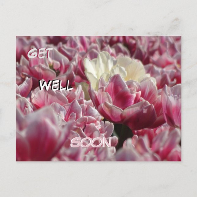 Pink White Tulips Pattern Get Well Soon Postcard (Front)