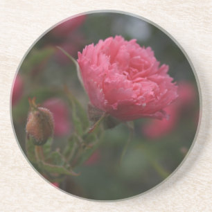 Pink wild rose flower. Floral nature garden photo Coaster