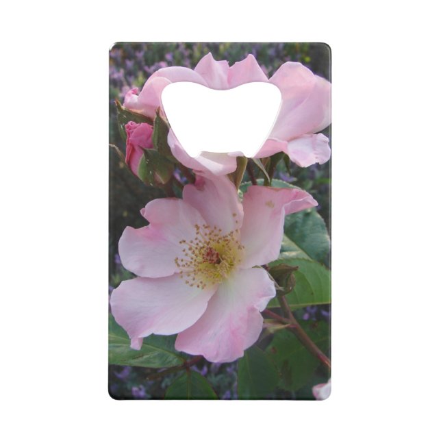 Pink Wild Rose Flower floral Photo (Front)