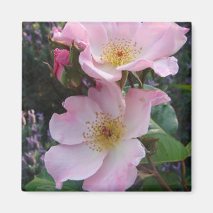Pink Wild Rose Flower floral Photo Magnet
