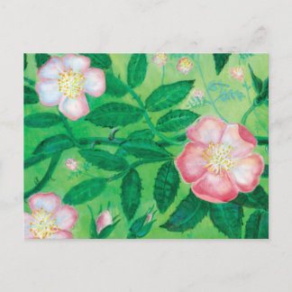 Pink Wild Rose Flowers Secret Garden  Postcard