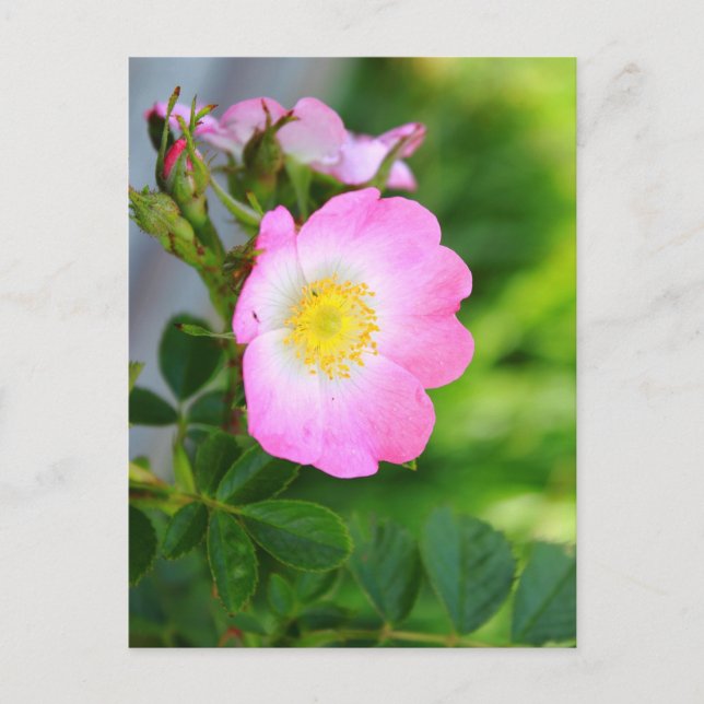 Pink Wild Tea Rose Blossom Postcard (Front)