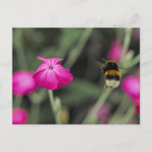 Pink Wildflower And Bumble Bee Summer Nature Photo