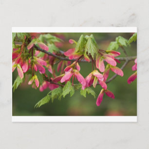 Pink Winged Sycamore Seeds - Acer pseudoplatanus Postcard