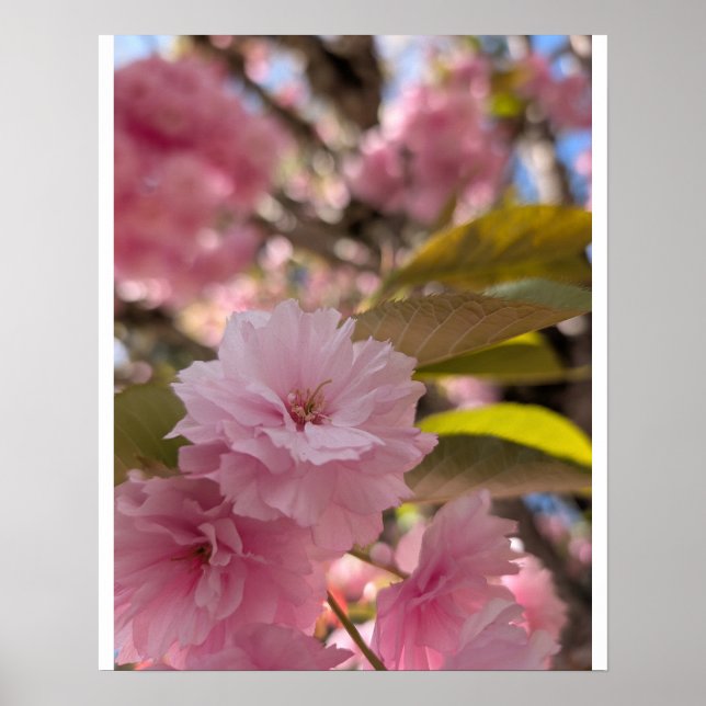 Pink Yaezakura Blossom Poster (Front)