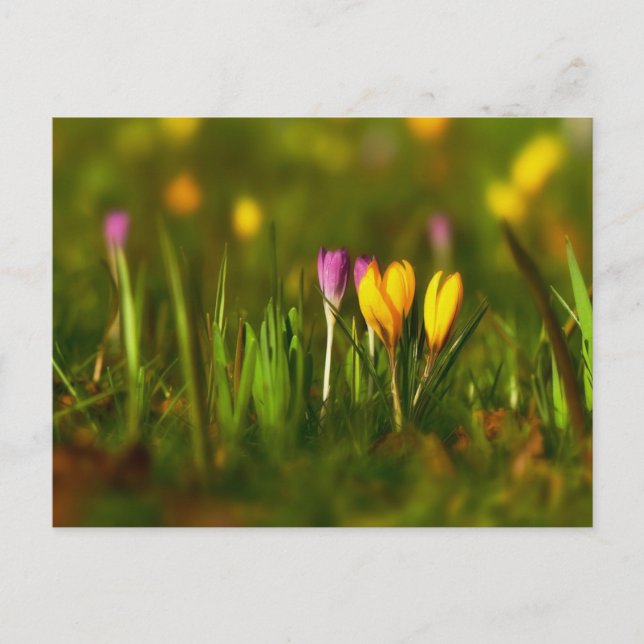 Pink Yellow Crocus Spring Flower Postcard (Front)
