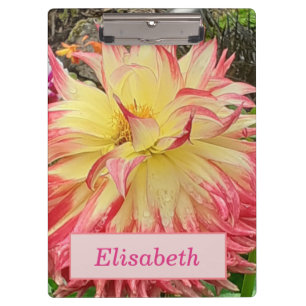 Pink & Yellow Dahlia  Clipboard