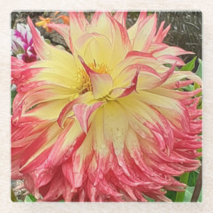 Pink & Yellow Dahlia Glass Coaster