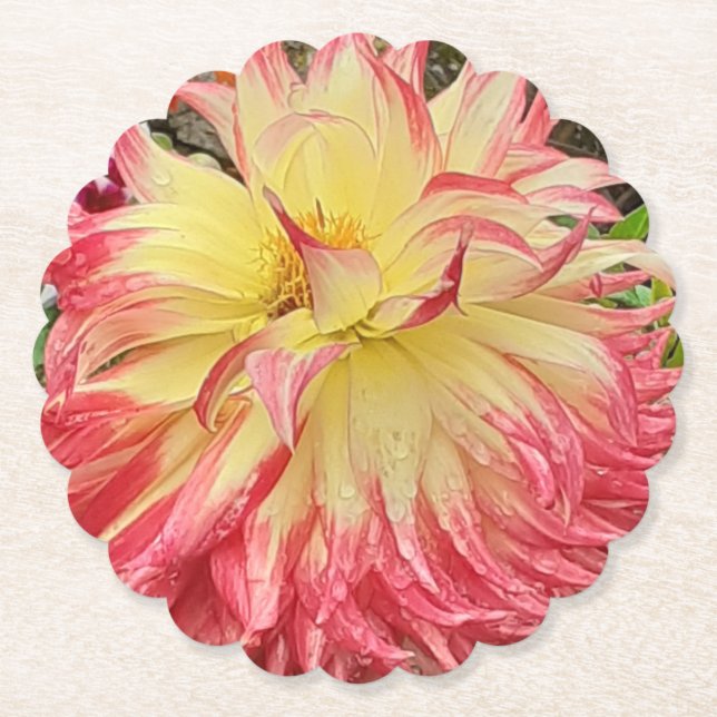 Pink & Yellow Dahlia  Paper Coaster (Front)
