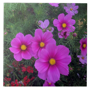 Pink & Yellow Daisy Flowers Ceramic Tile