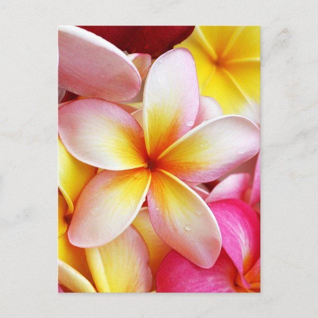 Pink Yellow Purple Plumeria Frangipani Flowers Postcard (Front)