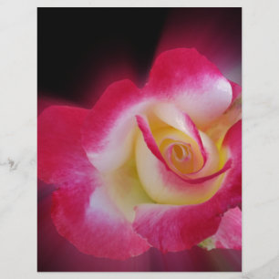 pink yellow rose