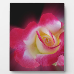 pink yellow rose plaque