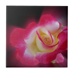 pink yellow rose tile