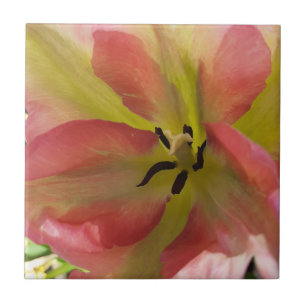 Pink & Yellow Tulip Ceramic Tile