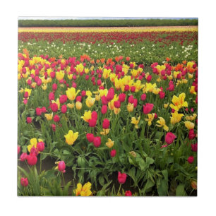 Pink & Yellow Tulips, Oregon Ceramic Tile