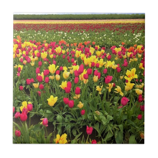 Pink & Yellow Tulips, Oregon Ceramic Tile (Front)