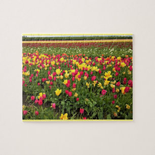 Pink & Yellow Tulips, Oregon Jigsaw Puzzle