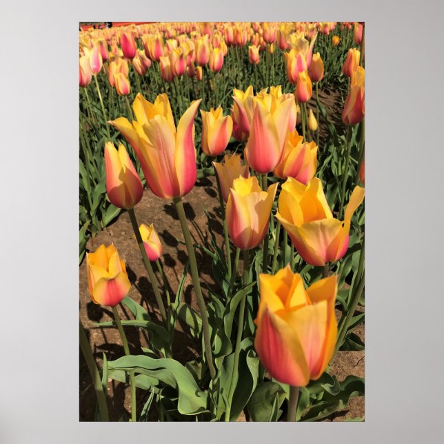 Pink & Yellow Tulips Poster (Front)