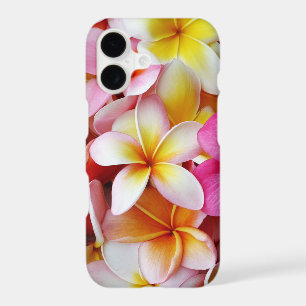Pink Yellow White Mixed Plumeria Flower