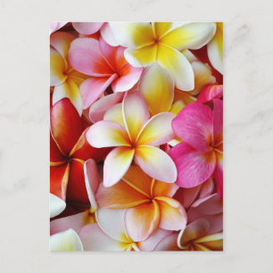 Pink Yellow White Mixed Plumeria Flower Postcard