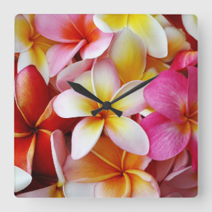 Pink Yellow  White Mixed Plumeria Flower Square Wall Clock