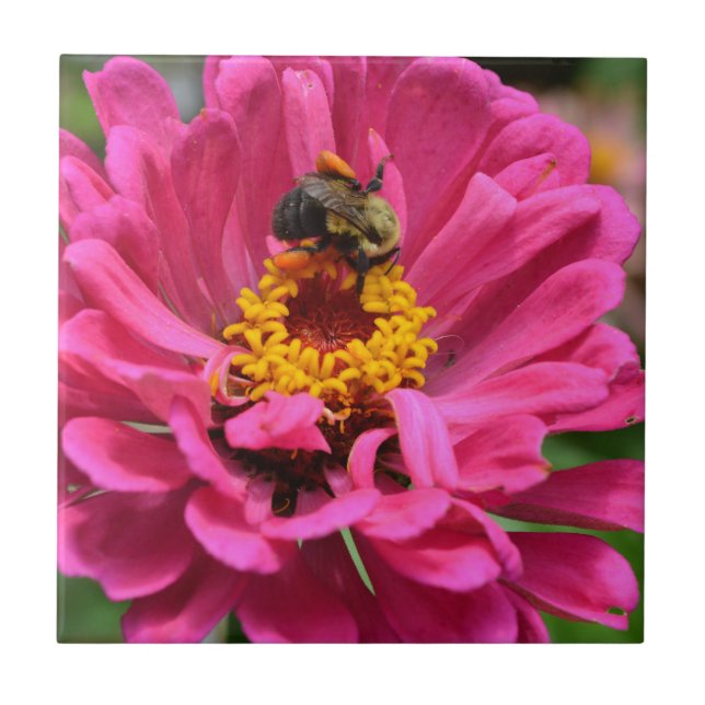 Pink Zinnia and Bumble bee Ceramic Tile (Front)