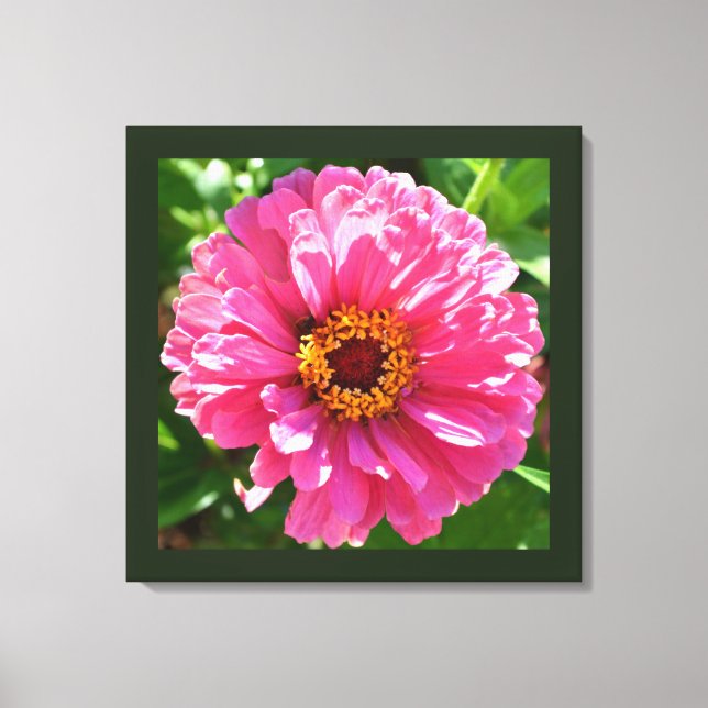 Pink Zinnia Canvas Print (Front)