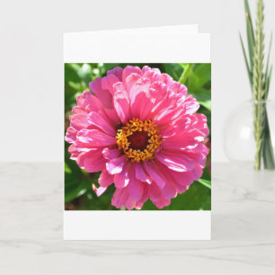 Pink Zinnia Card