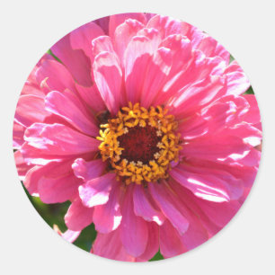 Pink Zinnia Classic Round Sticker