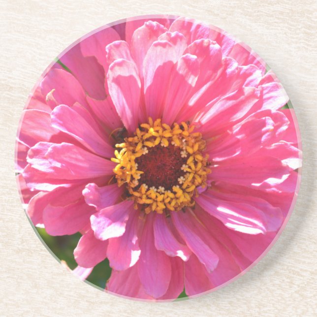 Pink Zinnia Coaster (Front)
