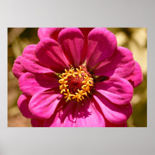 Pink Zinnia Elegans Photo Print