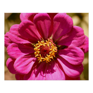 Pink Zinnia Elegans Poster