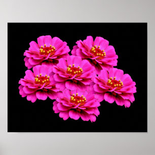 Pink Zinnia Flower Bouquet Poster