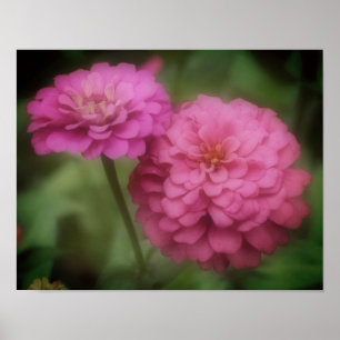 Pink Zinnia Flower In Bloom Poster
