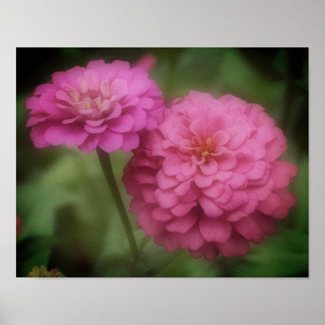 Pink Zinnia Flower In Bloom Poster (Front)