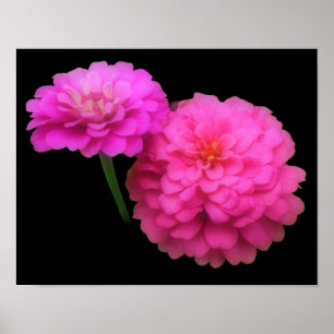Pink Zinnia Flower Pair Close Up Poster