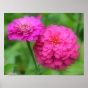 Pink Zinnia Flower Pair Close Up Poster