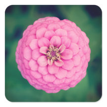 Pink Zinnia Flower Square Stickers