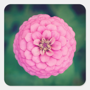 Pink Zinnia Flower Square Stickers