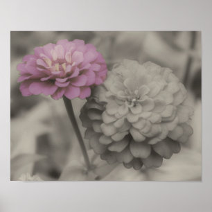 Pink Zinnia Flowers Vintage Partial Colour Poster